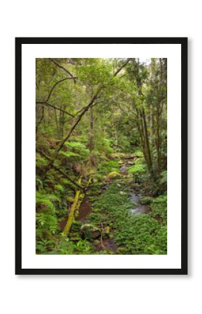 Paradiesischer subtropischer Regenwald. Brindle Creek im Border Ranges Nationalpark in New South Wales, Australien. Byron Hinterland.