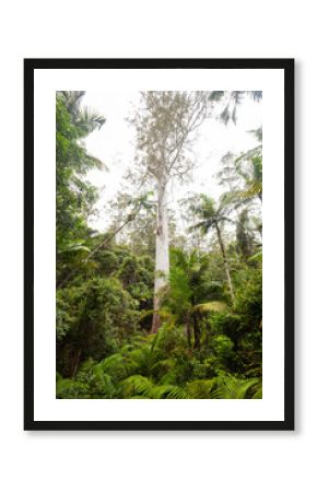 Zeitzeuge der Natur – Der Grandis Tree, ein australisches Urgestein. Eucalyptus grandi. Der Grandis Tree – ein spektakulärer Flooded Gum – ist der höchste Baum in NSW und über 400 Jahre alt.