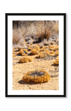 Dry native vegetation and wreath plants in dry earth