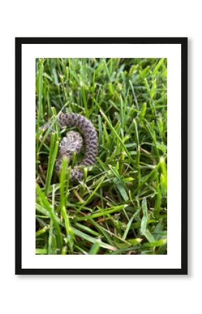 Heterodon nasicus camouflaged in lush green grass