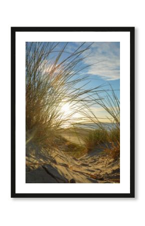 Sand dunes with beach grass on a sunny day