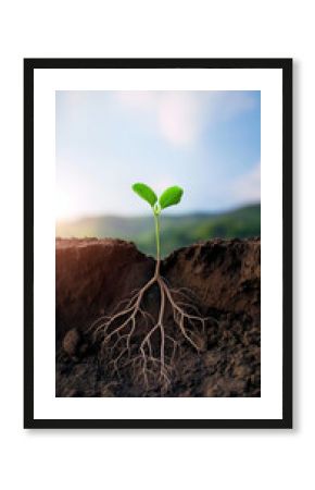 A young plant with deep roots in fertile soil, symbolizing growth, foundation, sustainability, and resilience