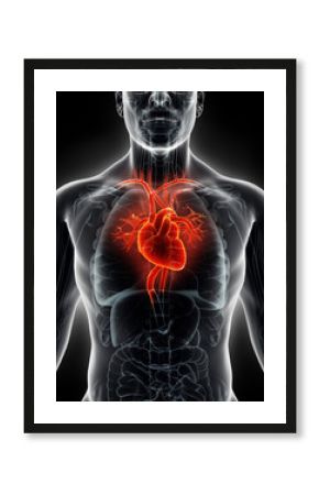 3D illustration Human Internal Organic - Human Heart.