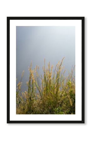 Tall wild grass stalks rise above a misty water background, capturing calm morning light and nature’s delicate beauty—perfect for backgrounds, wellness, or nature themes