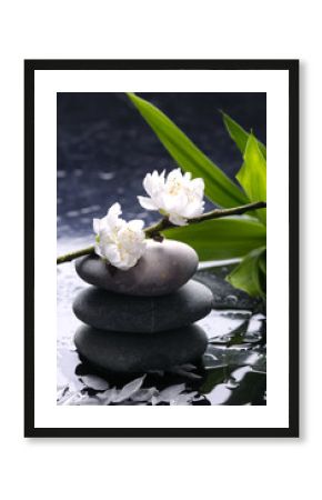 Black massage stones with cherry ,petal on water drops