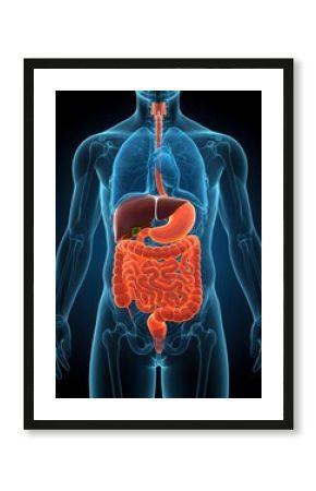 Human digestive system illustration highlighting key organs: stomach, intestines, liver, and more. Perfect for medical, educational, and healthcare content