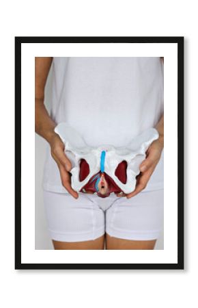 Detailed view of human pelvis model held by individual