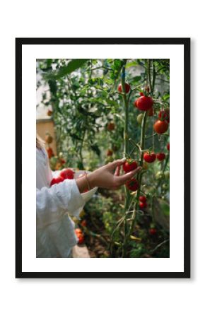 Harvesting ripe tomatoes in a lush greenhouse during a sunny afternoon