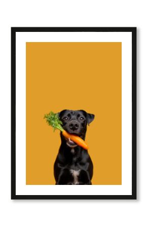 Dog holding carrot in his teeth