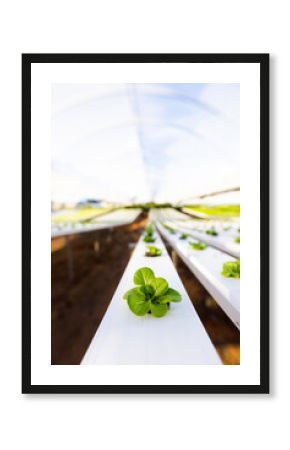 Hydroponic farm growing fresh green lettuce in modern greenhouse environment, copy space