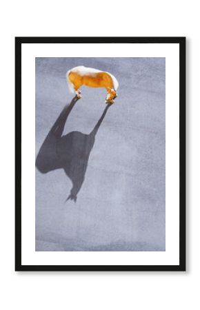 Chestnut horse casting long shadow on asphalt with copy space top view