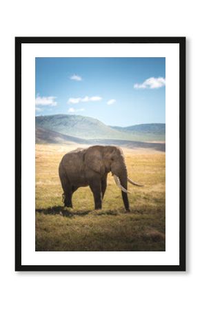 Isolated large adult male elephant (Elephantidae) at grassland conservation area of Ngorongoro crater. Wildlife safari concept. Tanzania. Africa