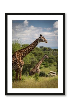 Beatiful girrafe during safari in Tarangire National Park, Tanzania..