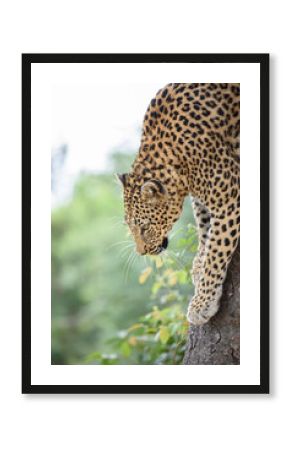 close up of leopard climbing down a tree