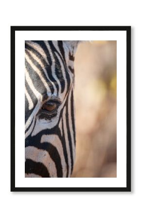 A Zebra seen on a safari in South Africa