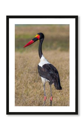 Saddle-billed Stork in the savannah. Africa. Kafue National Park. Zambia.