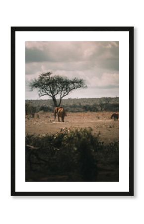 Kenia safari