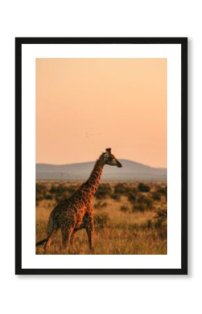 giraffe in madikwe, south africa 