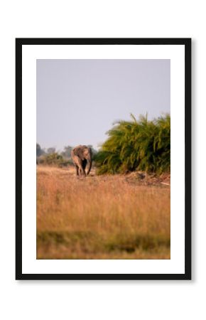 An elephant near palms in the Okavango Delta.