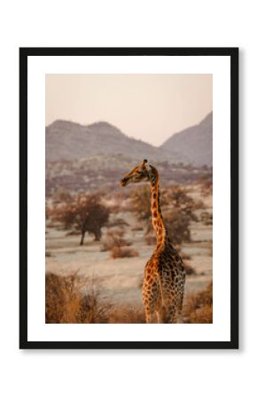 Vertical shot of a beautiful giraffe in i habitat on safari in the Okavanga, Delta, Botswana