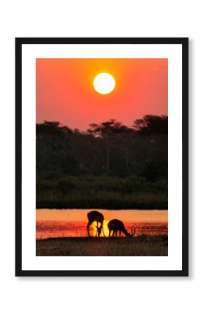 Sunset on safari