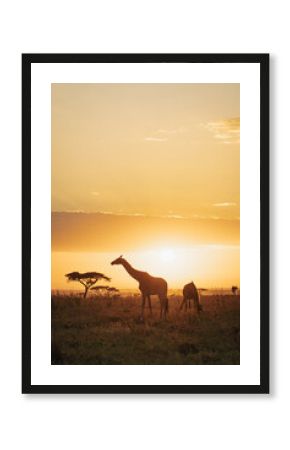 Silhouette of giraffe in Tanzania.