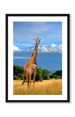 Wild african giraffe on Kilimanjaro mount background. National park of Kenya