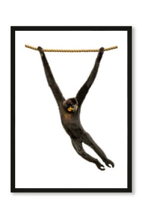 Gibbon Monkey Swinging From Rope