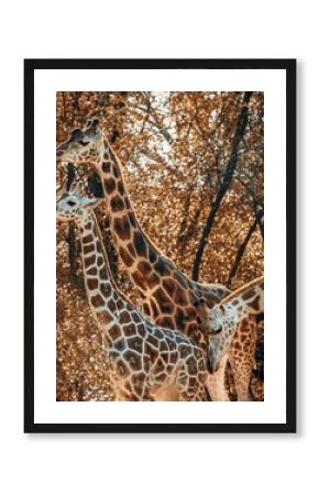 Group of adorable Northern giraffes in the safari