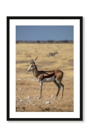 Springbok on safari in Etosha National Park in Namibia