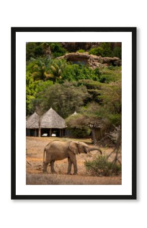 African bush elephant browses near safari lodge