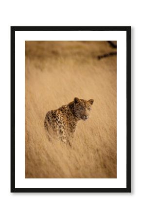 Leopard walking through savanna grass in the  magical Okavango Delta in Botswana. Seen on a wilderness safari in July 2022.