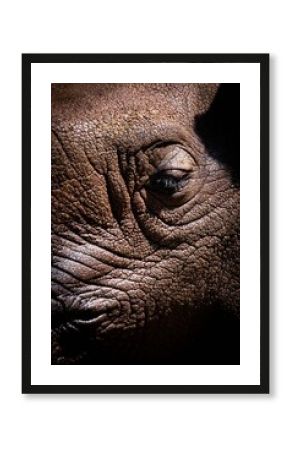 La mirada del Elefante