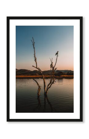 bird on a branch in Pilanesberg national park. On safari in South Africa. 