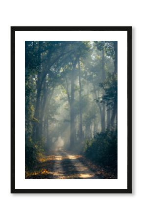 Sun rays falling onto a safari path on a winter morning at Dudhwa National Park, Uttar Pradesh, India