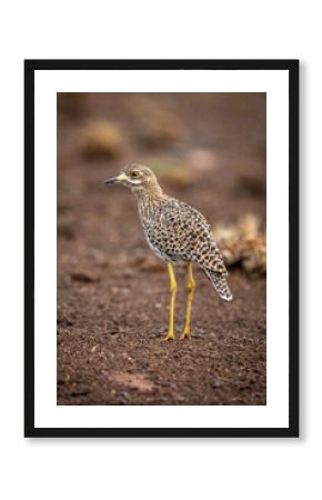 Spotted thick-knee stands on ground facing left