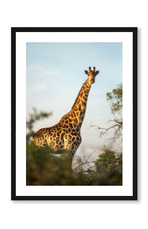 Giraffe