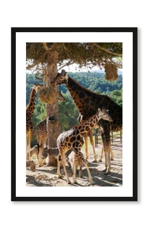 familia de jirafas alimentadose de las copas de los arboles en safari Aitana, Alicante España
