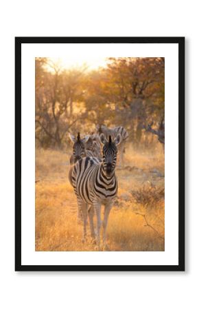 Zebra. Wildlife animal in forest field in safari conservative national park in Namibia, South Africa. Natural landscape background.