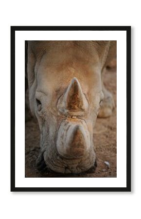 detail of a rhinoceros face
