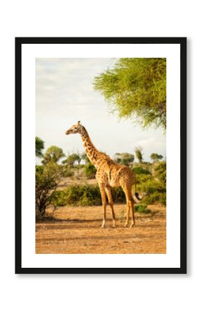 Giraffe in Kenia stehend in der Landschaft