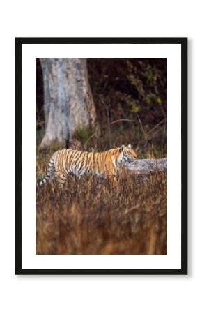 indian wild female tiger or panthera tigris side profile walking or territory stroll prowl terai region forest in natural scenic grassland in day safari at jim corbett national park uttarakhand india