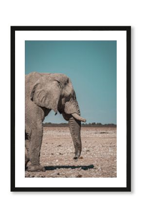 Etosha safari in Namibia 