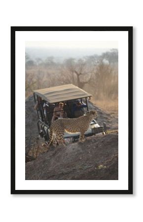 guépard safari afrique