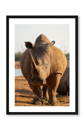 White rhinoceros safari sunset, Hlane, Eswatini