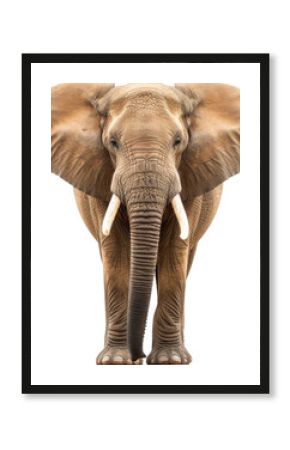 African elephant standing with tusks and large ears