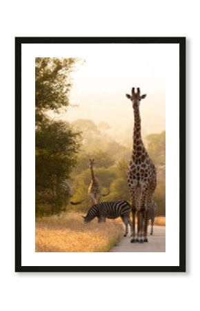 Giraffe, and zebra crossing the road at sunrise