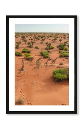Aerial view of Intu Kalahari desert with giraffe, Hardap, Namibia.