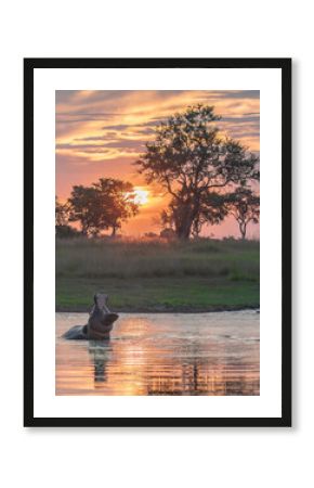 Hippo yawning in Botswana