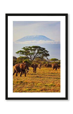 Quintessential African scene of Elephants on the move under the shadow of Africa's greatest mountain - Kilimanjaro at the Amboseli National park, Kenya